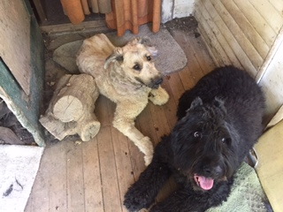 Murphy and Leo , June 2016